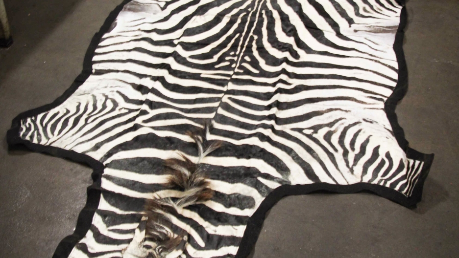 A rug made from the hide of a Burchell's zebra, found in a package at New York's JFK Airport. The patterns of the stripes near the tail helped inspectors determine that the skin was from a common Burchell’s zebra, rather than a protected species such as a
